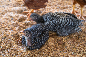 Two young chickens laying on ground in domestic farming