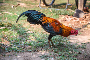 Single cock pheasant male enjoy freedom life in garden
