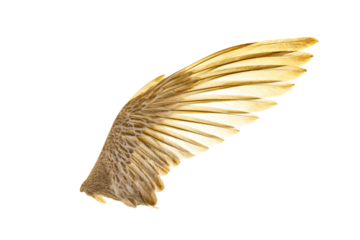 a bird with its wings spread out in the air