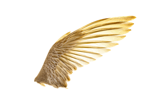 a bird with its wings spread out in the air
