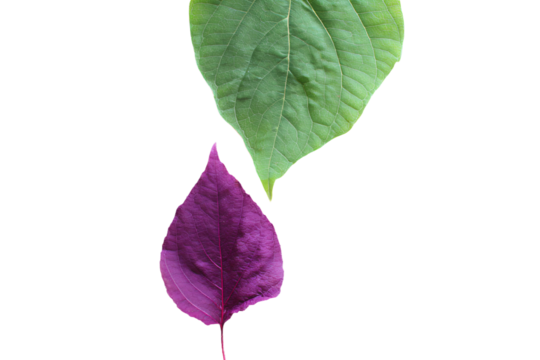 two purple leaves are hanging from a branch