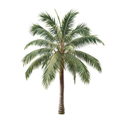 Coconut palm tree isolated on white transparent background.