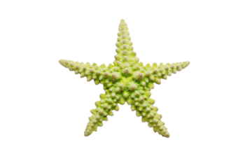 a starfish made of tiny green flowers