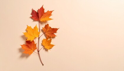 Fototapeta premium Red and yellow maple leaf on beige background with soft shadow