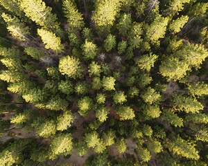 Naklejka premium Aerial view of dense evergreen forest