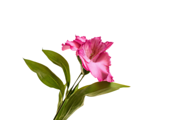 a pink flower is in a vase on a white surface