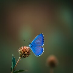 Blue Butterfly on Brown Flower Macro Photography