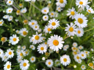 Fototapeta premium field of daisies