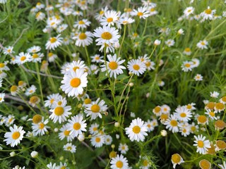 Fototapeta premium field of daisies
