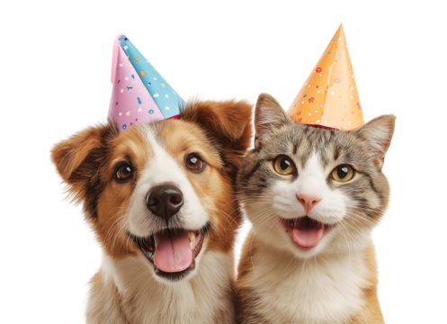 A dog and a cat wearing party hats, sitting together isolated on a transparent background