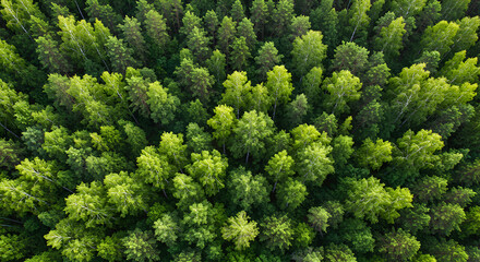 Naklejka premium Aerial view of a vibrant forest canopy, lush green trees creating a textured pattern