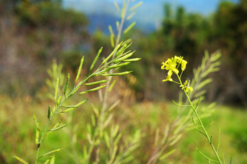 Blooming fresh yellow Canola Rape flowers meadow in wildflower and forest with blue sky on mountain