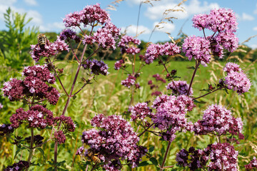 Obraz premium Wild oregano plant with purple flowers blooming