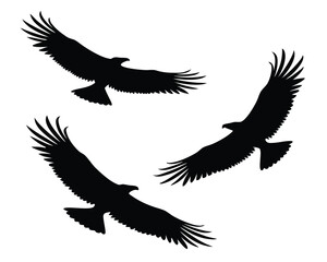 Silhouette illustrations of soaring eagles depicted in flight against a white background.