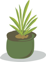 aloe vera plant in pot