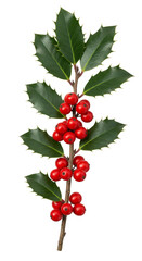 Holly Berries Branch Transparent Background Christmas Festive Decoration