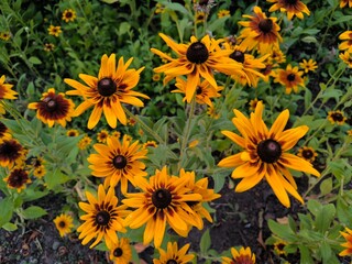 yellow flowers in the garden