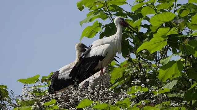 Two white storks stand in a leafy treetop nest, one guarding and looking out under a bright sky