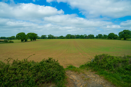 English countryside agricultural field surrounded by green hedges and woodland in Norfolk, UK. Rural farming landscape with scattered trees and dramatic sky. - Powered by Adobe