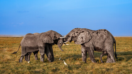 Elephants in east Africa savanna