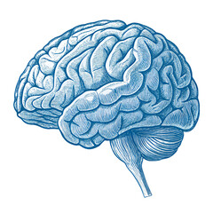 Human Brain Detailed Anatomy Illustration for Neurology  Neuroscience Isolated On Transparent Background