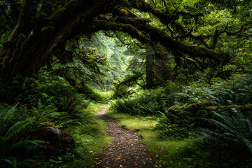 Obraz premium Serene Pathway Through a Verdant, Mist-Kissed Forest Where Nature Thrives in Lush Splendor, Inviting Calm Reflection