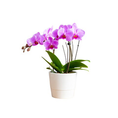  Close-up view of purple orchid grown in a white ceramic pot placed on a wooden table, isolated on transparent background, png file