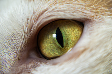 Macro close-up of cat’s eyes in natural light, revealing detailed iris texture, visible veins and...