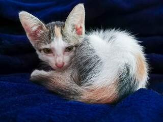 Adorable Calico domestic kitten with white, orange, and gray fur curled up on a soft blue blanket.