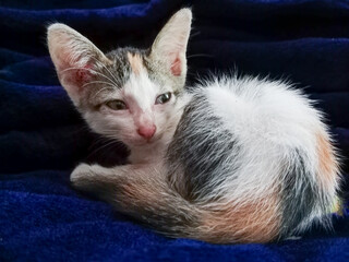 Adorable Calico domestic kitten with white, orange, and gray fur curled up on a soft blue blanket with looking side view. 