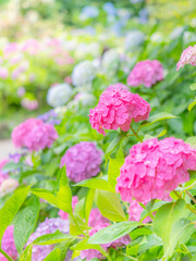 梅雨から初夏の公園や花壇を彩るアジサイのある風景。木漏れ日の光でボケた景色。ぼんやりした花畑のイメージ