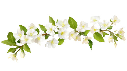 white flower branch on white background