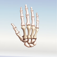 3D vector icon of a human skeleton hand, slightly curled, bone texture detail, isolated on a soft gradient background
