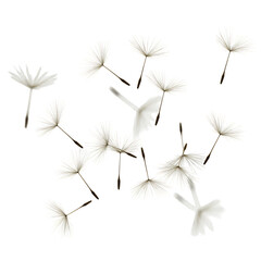 Isolated Dandelion Seeds Nature's Delicate Blowball Flowers On Transparent Background