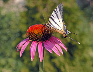 Butterfly swallowtail on the purple coneflower