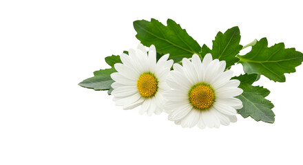 Isolated Daisy Blooms Floral Nature Background Transparent Illustration