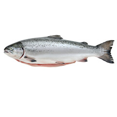 Naklejka premium Isolated Fresh Salmon Seafood with Silver Scales on Transparent Background