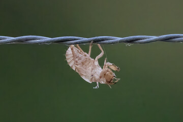 exuvia of a cicada on a barbed wire