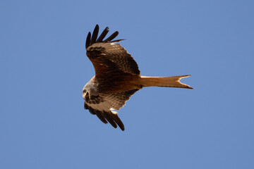 red kite soars in the blue sky