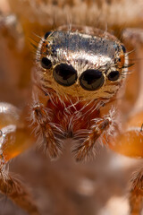 close up of a jumping spider