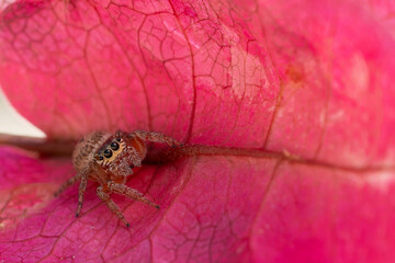 close up of a jumping spider hides in a blossom of a pink bougainvillea flower