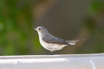 a gray flycatcher sits on the edge of a fountain