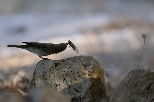 a gray flycatcher with a cicade as prey in the beak