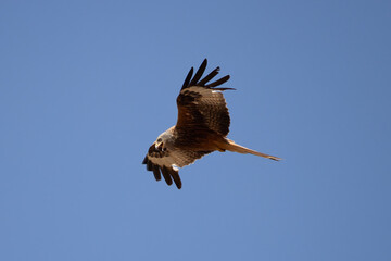 red kite soars in the blue sky