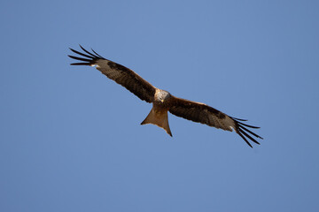 red kite soars in the blue sky