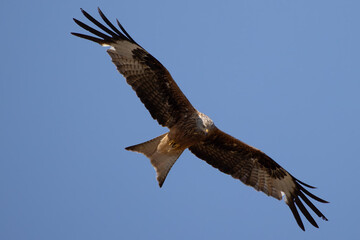 red kite soars in the blue sky