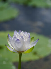 花びらの縁が青い睡蓮
