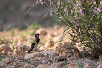 goldfinch in a thistlebush