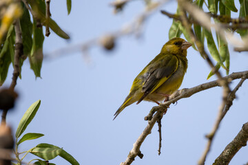 greenfinch sits on a branch of a almond tree
