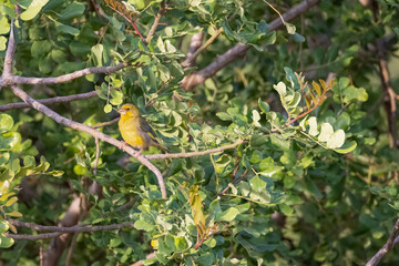 greenfinch sits on a branch of a almond tree